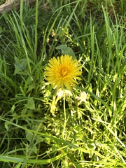 Taraxacum