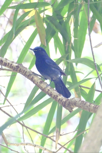 Myiomela leucura, 2026-10-13