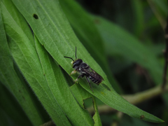 Apoidea