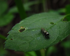 Lepidoptera