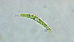Euglena mutabilis