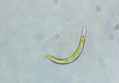 Euglena mutabilis