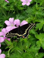 Papilio polyxenes