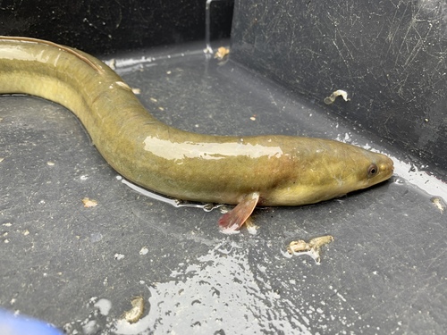 Anguila Americana Anguilla Rostrata Natusfera