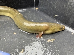 American Eel photo 4