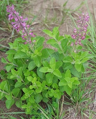 Ocimum serratum