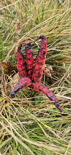 devil's-fingers