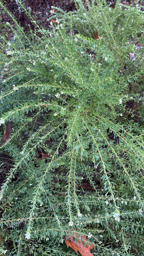 Chinese bushclover