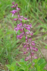 Ocimum serratum
