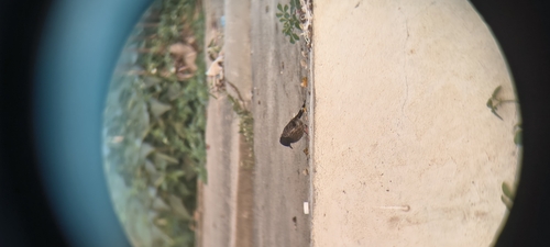 Red-vented Bulbul
