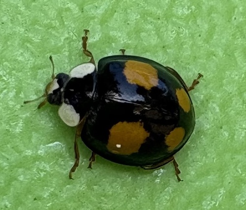 Asian Lady Beetle