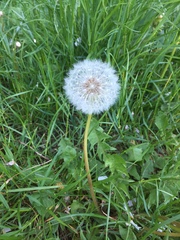 Taraxacum