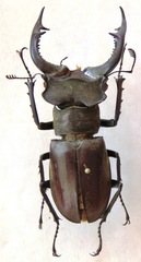Lucanus nobilis