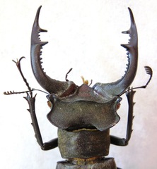Lucanus nobilis