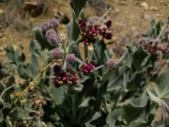 Asclepias californica