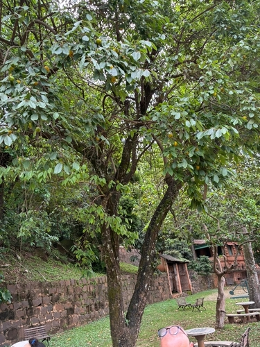 Campomanesia reitziana