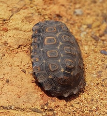 Kinixys natalensis