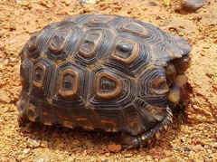 Kinixys natalensis