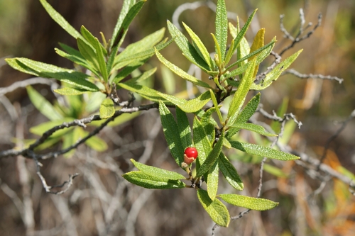 Varronia bahamensis observed 2026-10-12