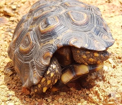 Kinixys natalensis