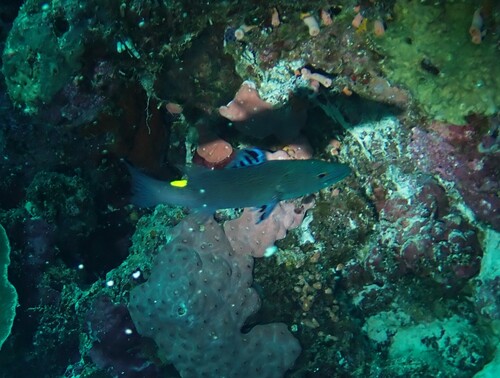Belonoperca chabanaudi observed 2026-10-12