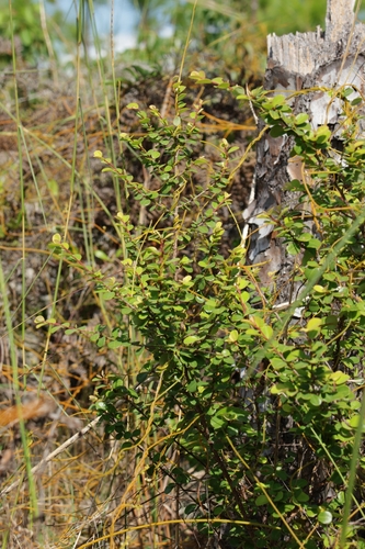 Erythroxylum observed 2026-10-12