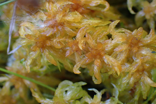 Sphagnum subsecundum observed 2026-10-04