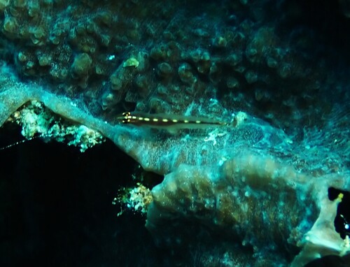 Eviota observed 2026-10-12