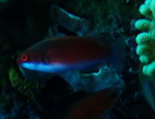 Cirrhilabrus cyanopleura observed 2026-10-12
