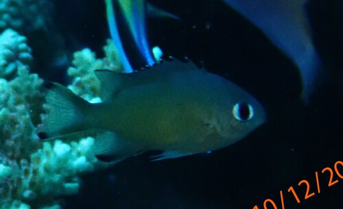 Chromis lepidolepis observed 2026-10-12