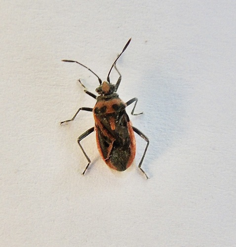 Corizus hyoscyami nigridorsum