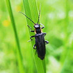 Cantharis obscura