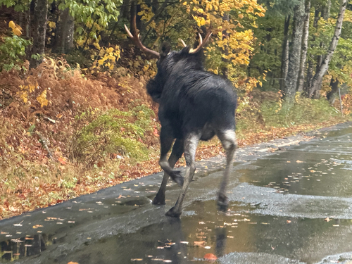 Moose