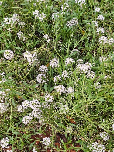 common yarrow