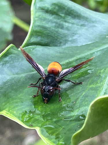 Lesser Banded Hornet