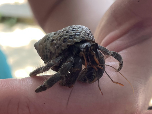 Tawny Hermit Crab
