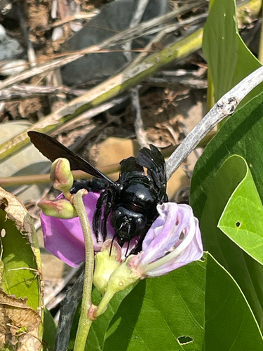 Broad-handed Carpenter Bee