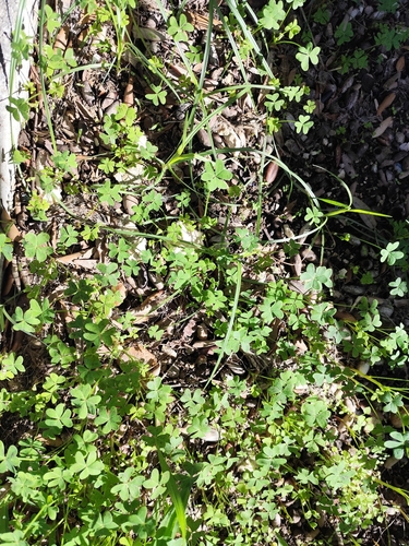 Bermuda buttercup