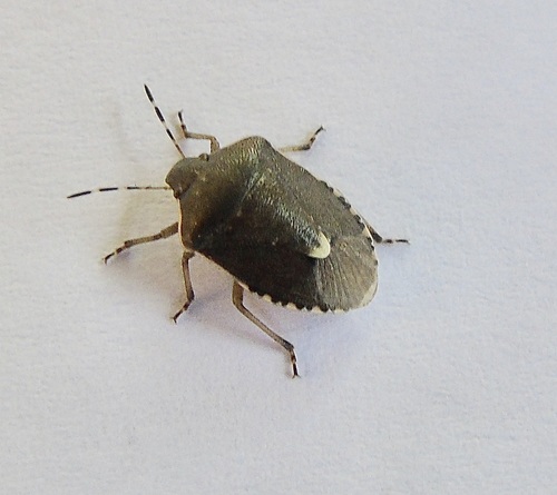 Holcostethus albipes