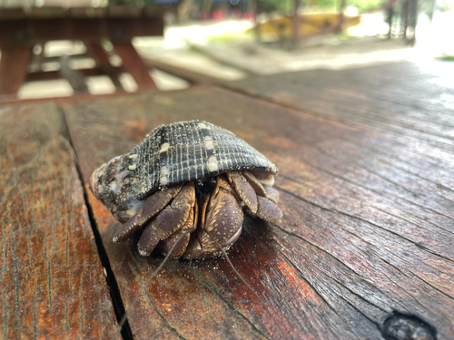 Purple Hermit Crab