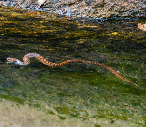 Ussuri Mamushi