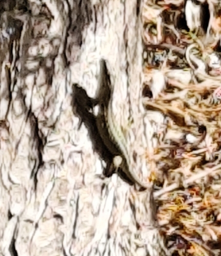Common Wall Lizard