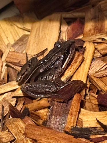 Striped Marsh Frog