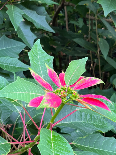 Euphorbia pulcherrima observed 2026-10-13