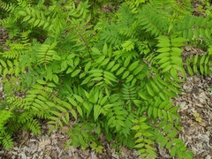 Sorbaria