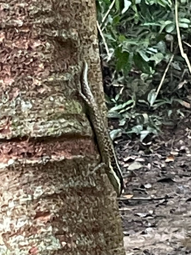 Borneo Skink