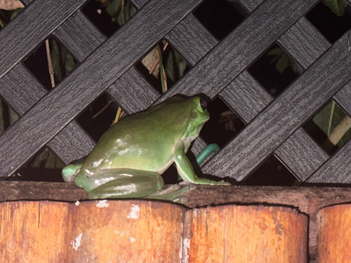 Green Tree Frog