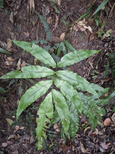 Abacopteris aspera observed 2026-10-13