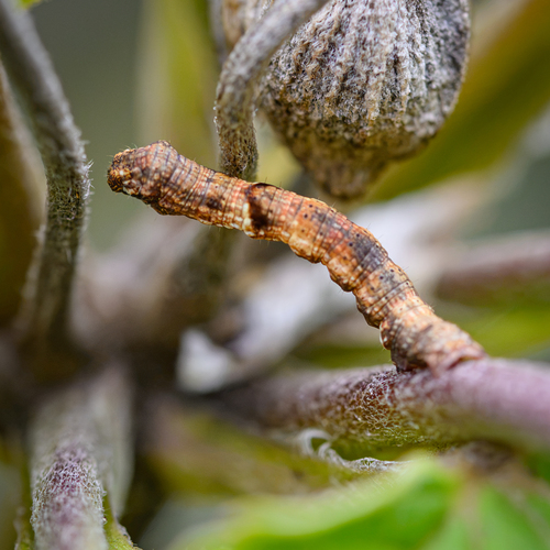 Small Engrailed