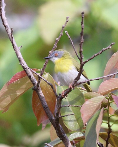 iNaturalist image